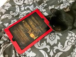 You're the cats and you want to conquer the land of the mice through 15 levels of increasing difficulty. Mouse For Cats App Being Played On Ipad By Black Cat Nominated Stock Photo 2ae849d8 8813 4bd4 9185 434f6588a90d