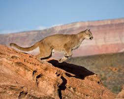 While it is extinct today, evidence of its existence remains in a modern species: Cougar Facts Puma Mountain Lion Panther