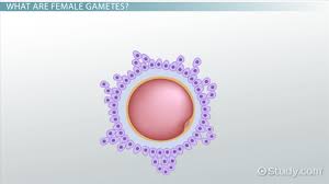 female gametes overview ion