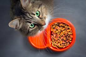 cat food