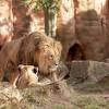 The Morality of Zoos