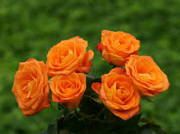 Image result for images of rose hd