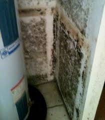 Black Mold Finding