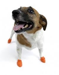 Pawz Dog Boots In Orange Size Xsmall 12 Pack