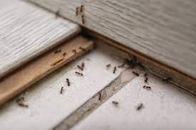 invasion de fourmis dans la maison que