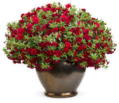 21 Red Flowers Plants For A Radiant