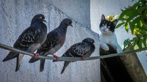 Gatto che mangia un uccellino: perchè è pericoloso? | Wamiz
