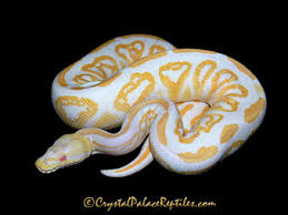 Ball Pythons Morphs Pictures Gallery