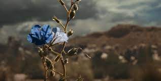 What does the blue flower mean in Better Call Saul Season 6 Episode 3?