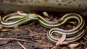 However there are smaller populations in california, arizona and new mexico. Ribbon Snake Facts Information Youtube