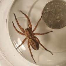 Spiders In California Species Pictures