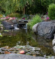 Backyard Ponds Can Improve The Eco