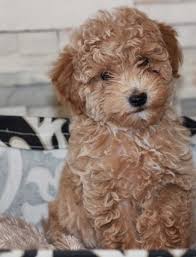 Goldendoodle puppies for sale in illinois frequently asked questions: Goldendoodle Breeder