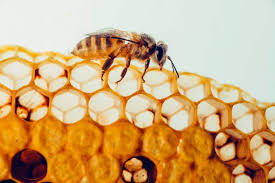 While there is no common bee propolis dosage, capsules may supply up to 500. Bee Propolis What It Is Benefits How To Use For Skin