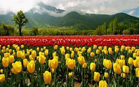 tulip garden kashmir holidays hunt travel