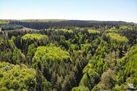 un week end en forêt de saint hubert