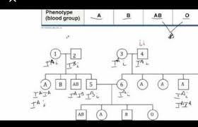 Pedigree Analysis Blood Group Chart Brainly In