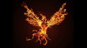 Image result for phoenix