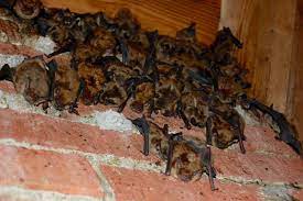Bat Roost In Your House