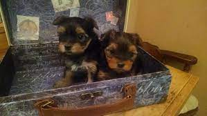 Yorkie puppies, in general, are delightful characters, and are lively, entertaining, and very loyal. Elk River Baby Face Yorkie Breeder Puppies For Sale Mn