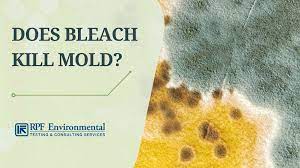 bleach kill mold