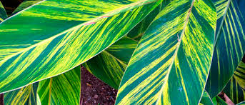This color scheme makes tricolor a pretty. A New Wave Of Variegated Exotic Plants Canarius Blog