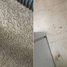 maggots falling from the ceiling