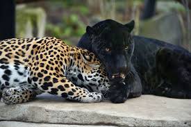 the jaguar parc zoologique de paris