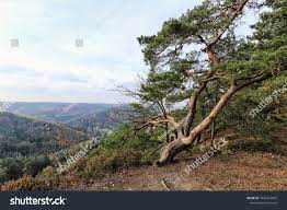 Large Cloping Pine Tree On Edge Stock Photo 1028316907 | Shutterstock