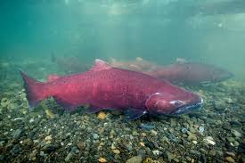 Chinook Salmon Oncorhynchus Tshawytscha Species Profile