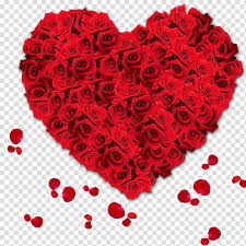 free love rose flower
