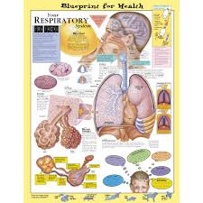Blueprint For Health Your Respiratory System Chart