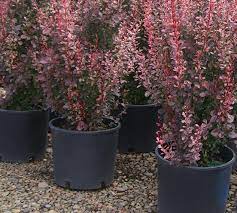 Rosy Rocket Barberry - Plants4Home
