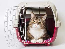 what size cat carrier should you get