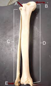 The largest and most medial leg bone, forming both the knee and ankle joints. Lower Leg Bones Diagram Quizlet