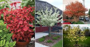 grow ornamental dwarf evergreen trees