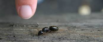 identifying and treating carpenter ants