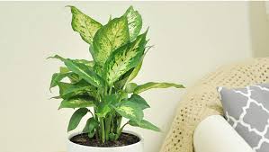 indoor plants the