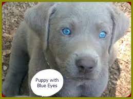 We did not find results for: Blue Eyed Chocolate Lab Secrets Of Blue Eye Color In Labradors 2021