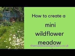 Mini Wildflower Meadow In Your Garden