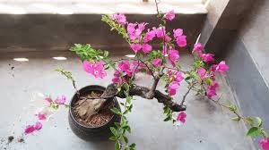 bougainvillea bonsai repotting
