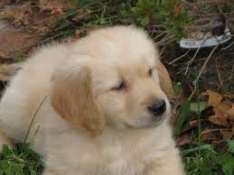 If you live around new england and want to adopt a new golden retriever, you should contact jrs goldens. Golden Retriever Puppy For Sale In Mattapoisett Ma Adn 22687 On Puppyfinder Com Gender Male Age 12 Golden Retriever Golden Retriever Puppy Retriever Puppy