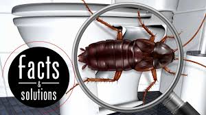 where do roaches hide roach facts
