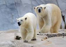 Arctic Ring of Life - Polar Bear & Sea Otter de Royal Oak | Horario, Mapa y entradas 2