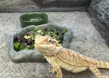 10 Fruits and Vegetables for Lizards | PetMD