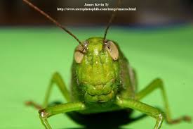 Crickets vises ofte som figurer i litteraturen. Cricket Insect Face Google Search Cricket Insect Grasshopper Face Shapes