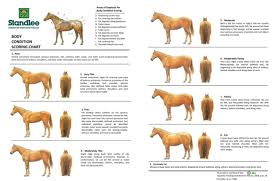 Managing Equine Body Condition With Forage The 1 Resource