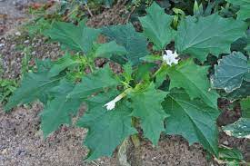 Datura stramonium