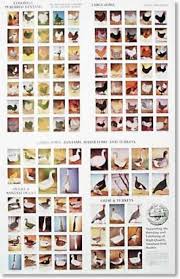 Chicken Breed Identification Poster One Hundred Breeds