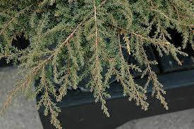 green carpet juniper wasconursery com